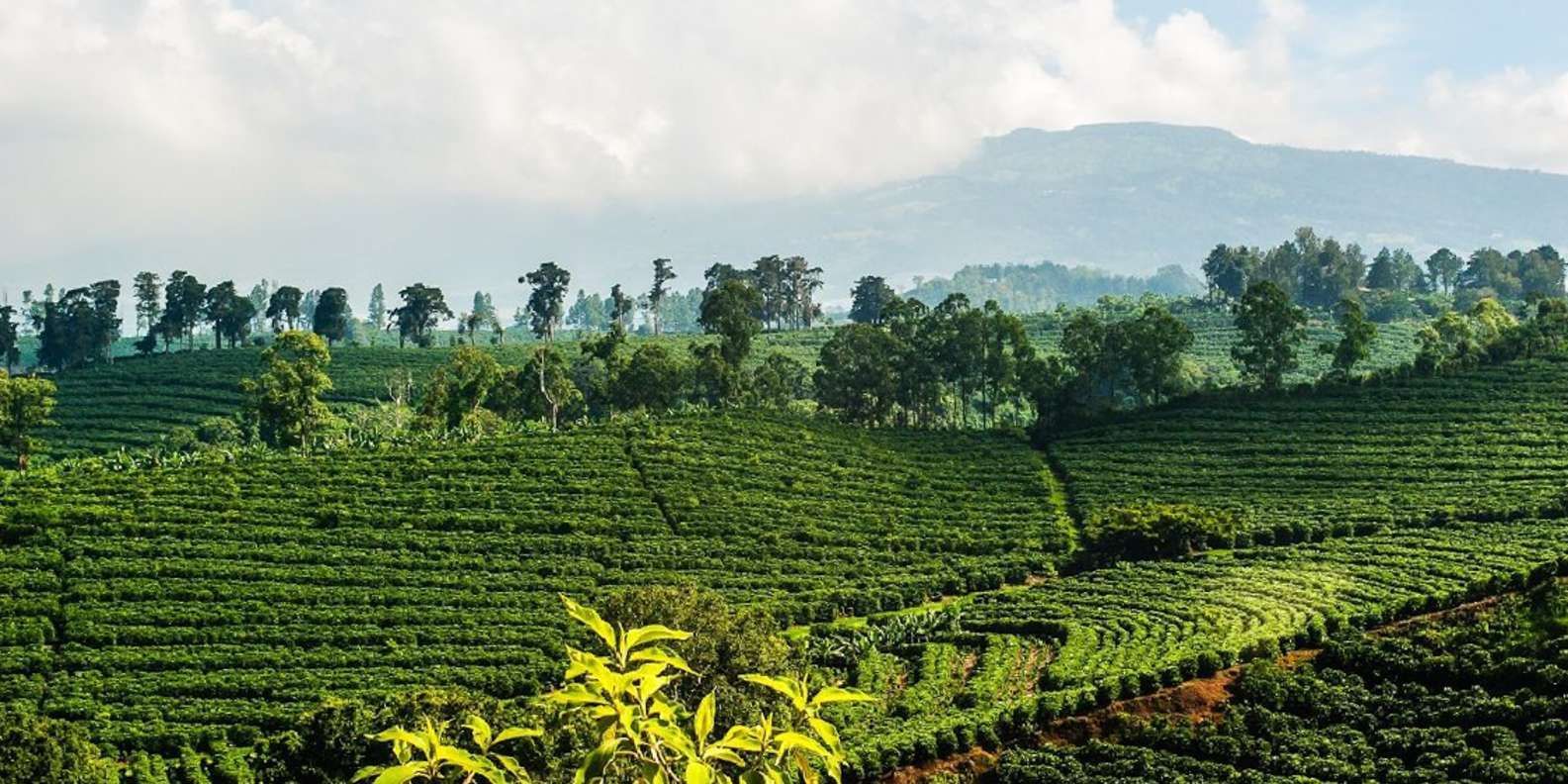 A lush green coffee plantation with a mountain in the background.