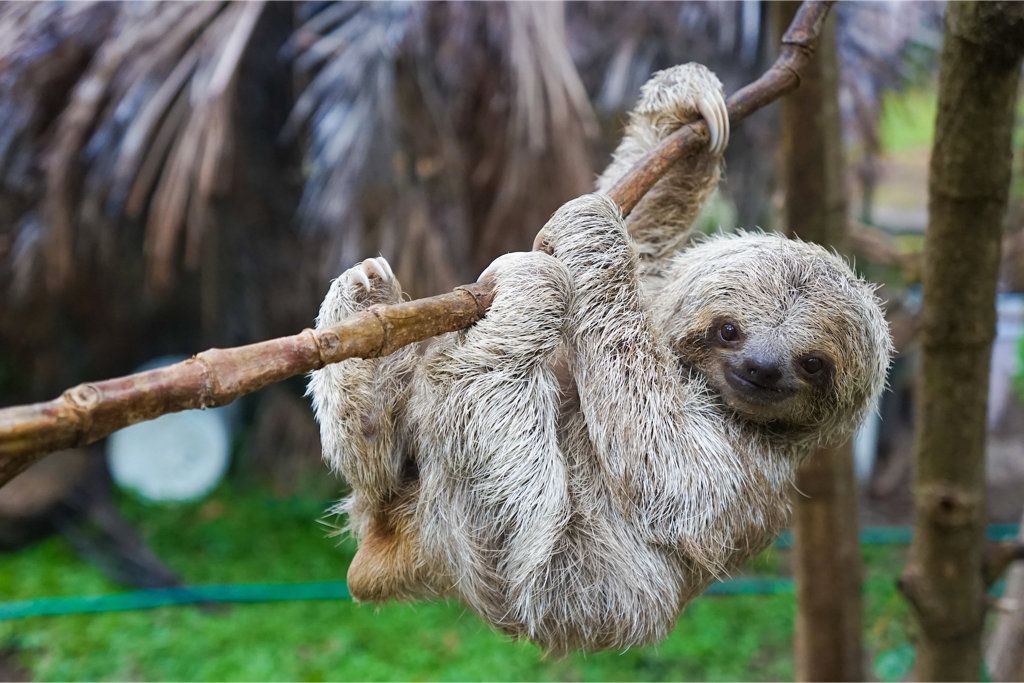 A baby sloth is hanging from a tree branch.