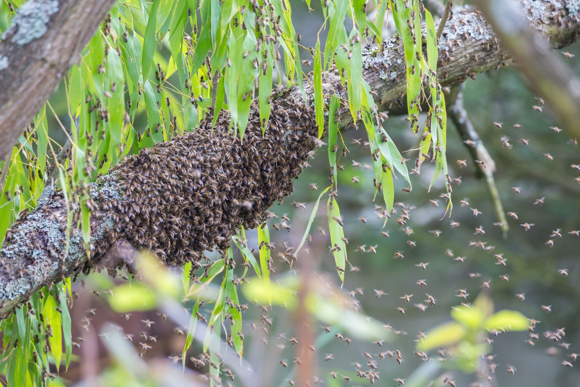 Essaim d'abeilles sur une branche