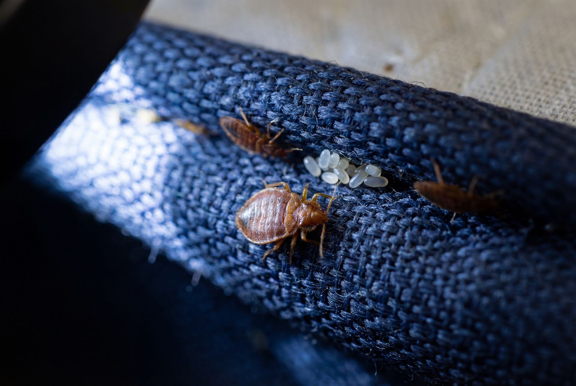 Punaise de lit aec larves sur un drap bleu