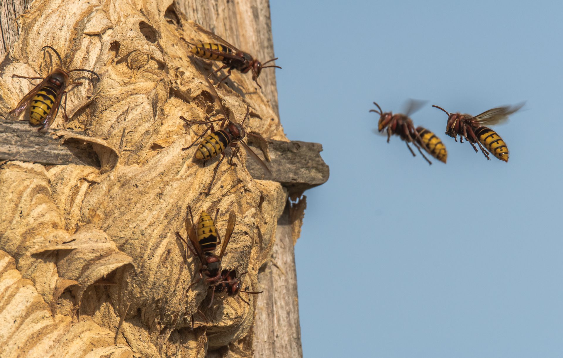 Des abeilles regroupées sur un tronc d'arbre, deux volant sur fond de ciel bleu.