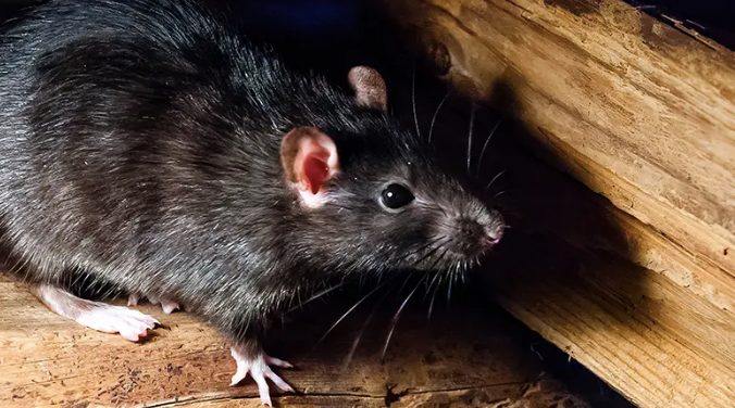 Rat noir au sol