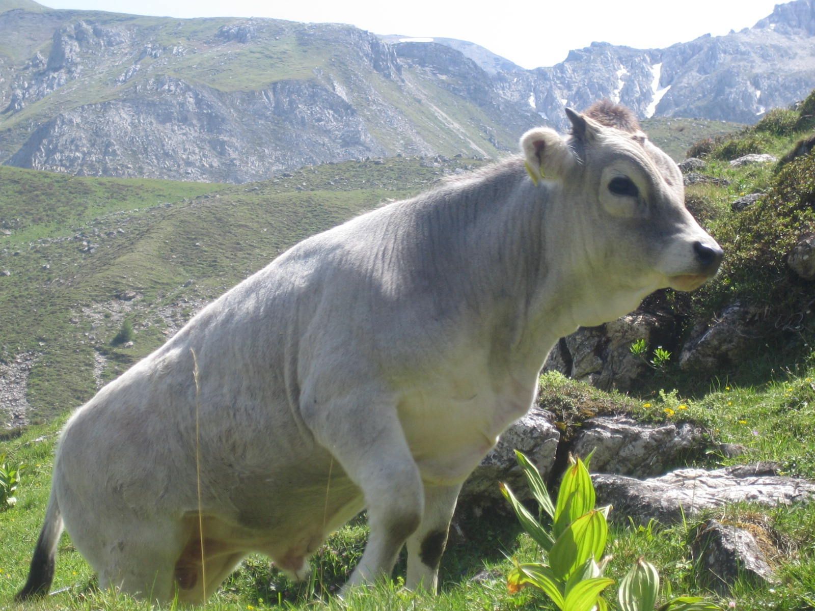Sparpaket mit Fleischspezialitäten, Spezialitäten-Metzg Splügen, Strub Orlando