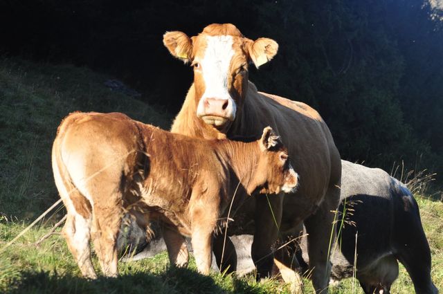 Mannmit roter Schürze in Wursträucherkammer, Spezialitäten-Metzg Splügen, Strub Orlando