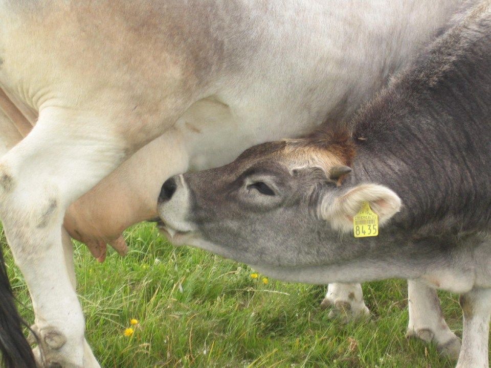Kalb am Euter, Mitarbeiter bei der Wurstproduktion, Spezialitäten-Metzg Splügen, Strub Orlando