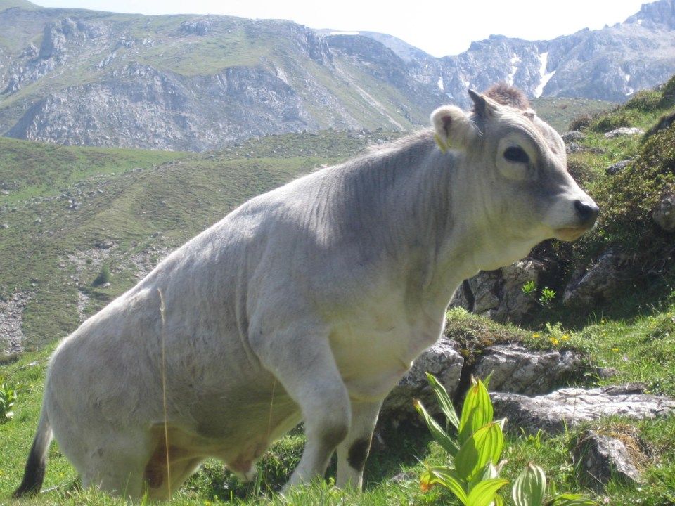 Grauvieh, Mitarbeiter bei der Wurstproduktion, Spezialitäten-Metzg Splügen, Strub Orlando