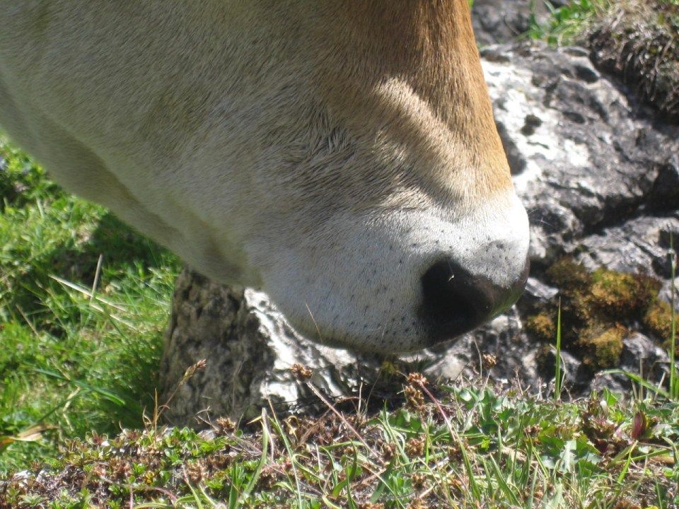 Maul einer Kuh, Mitarbeiter bei der Wurstproduktion, Spezialitäten-Metzg Splügen, Strub Orlando