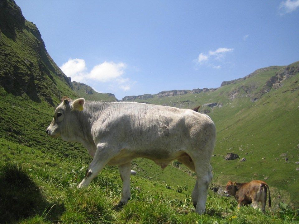 Kuh, Mitarbeiter bei der Wurstproduktion, Spezialitäten-Metzg Splügen, Strub Orlando