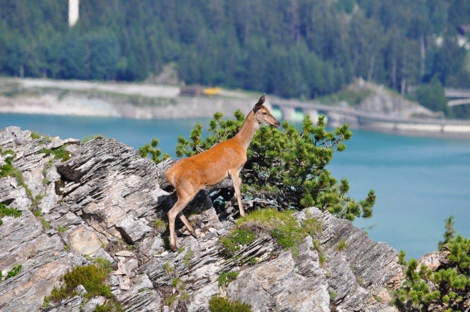 Grauvieh, Spezialitäten-Metzg Splügen, Strub Orlando