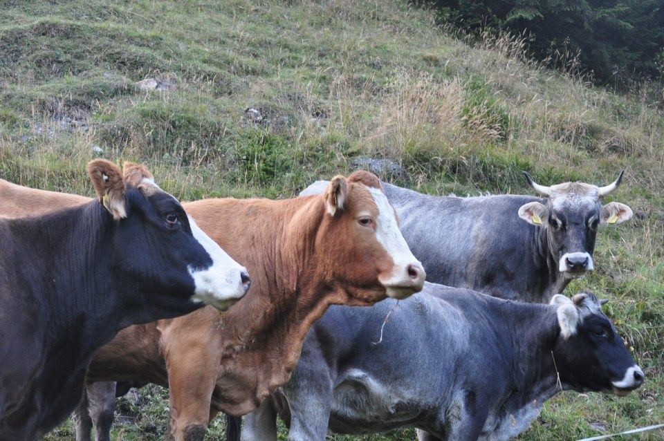 Mehrere Kühe, Mitarbeiter bei der Wurstproduktion, Spezialitäten-Metzg Splügen, Strub Orlando