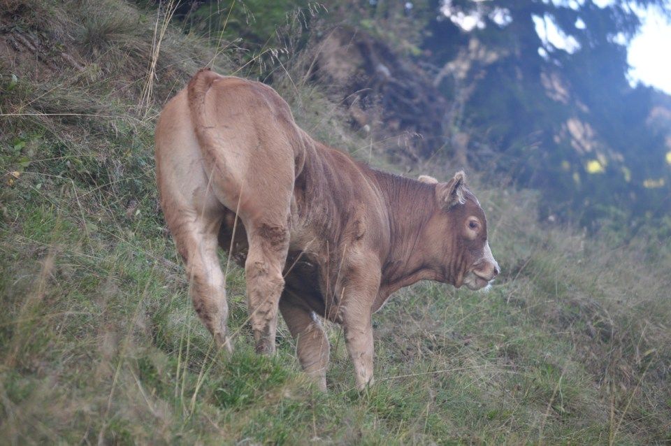 Kuh, Mitarbeiter bei der Wurstproduktion, Spezialitäten-Metzg Splügen, Strub Orlando