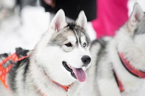 Un primer plano de un perro husky con la lengua afuera en la nieve.