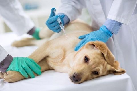 Un perro está acostado en una mesa mientras un veterinario le pone una inyección.