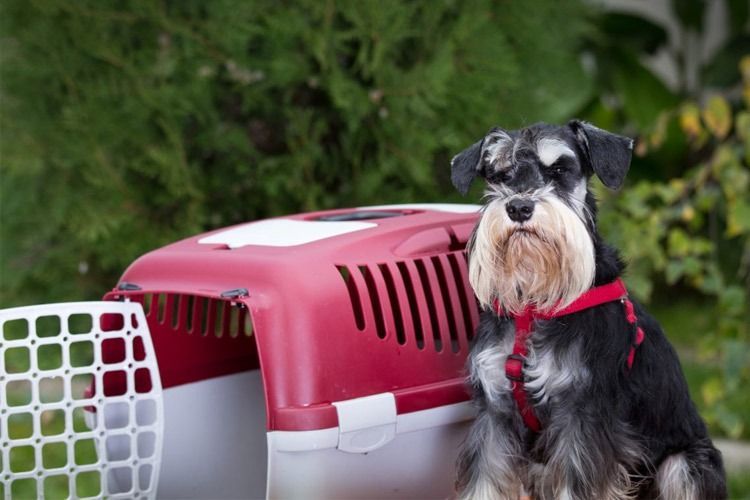 Un perro pequeño está sentado al lado de un transportín rojo.