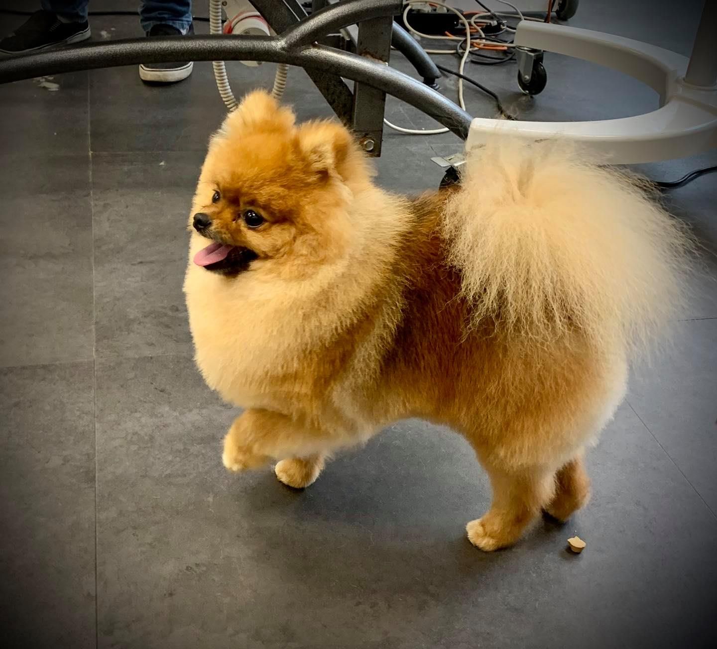 Loulou de Poméranie