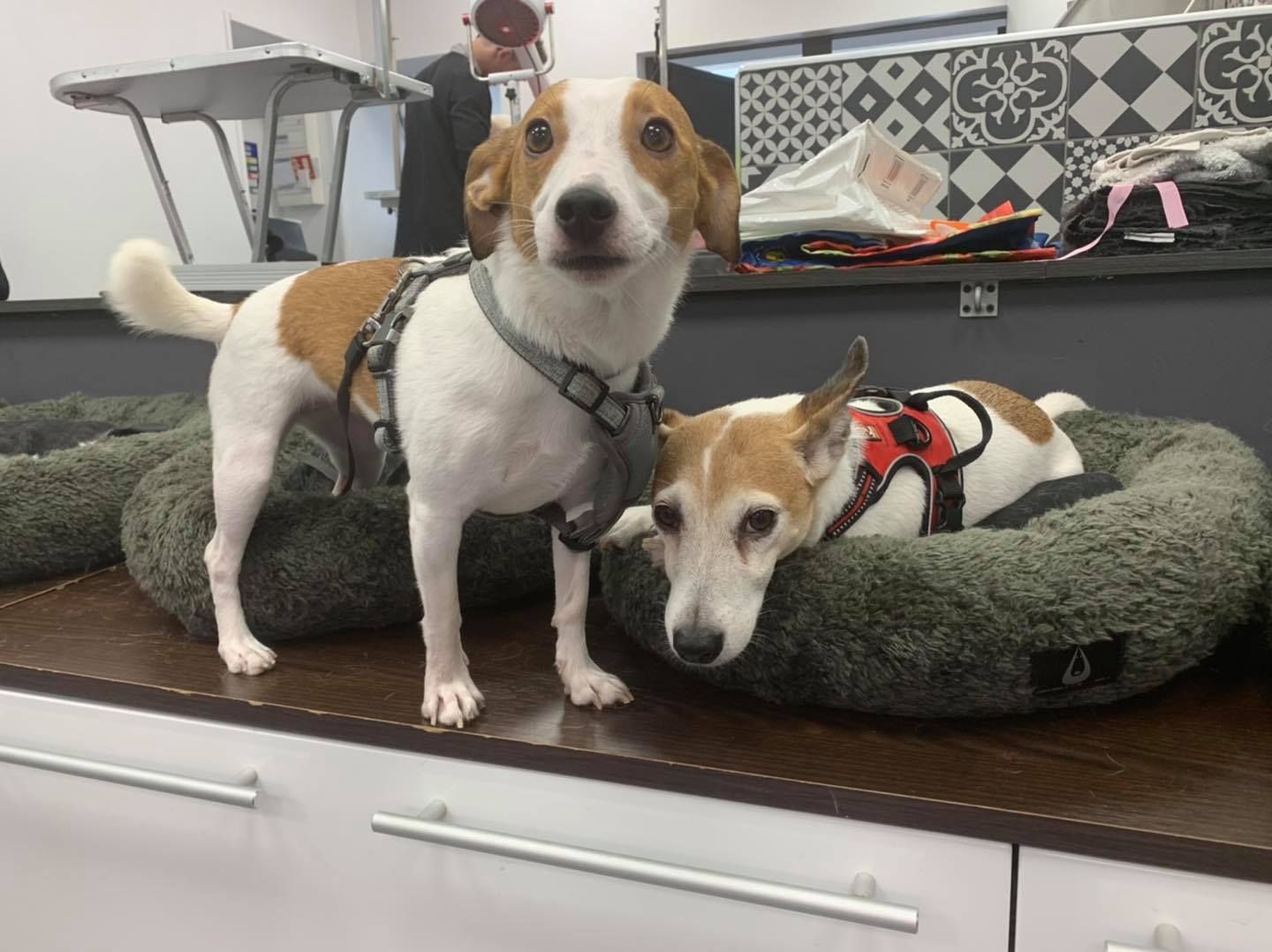 Jack russel