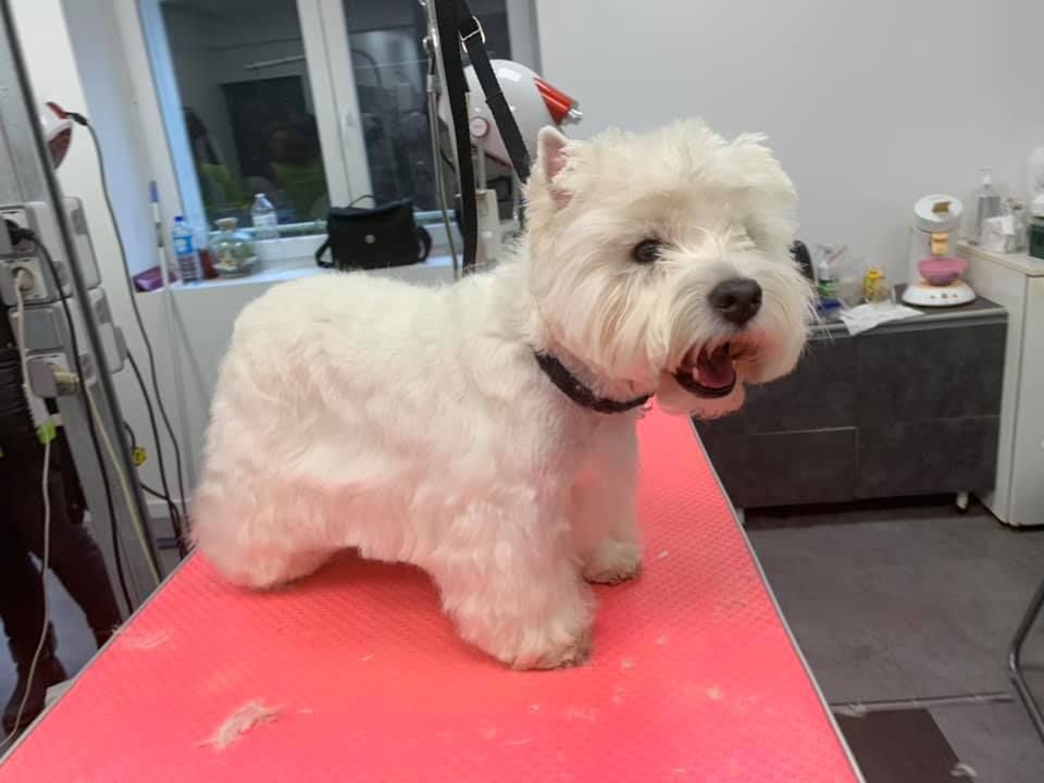 Westie après coupe et toilettage