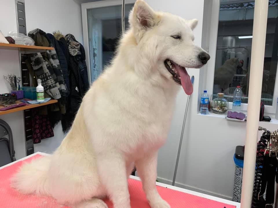 Berger blanc suisse