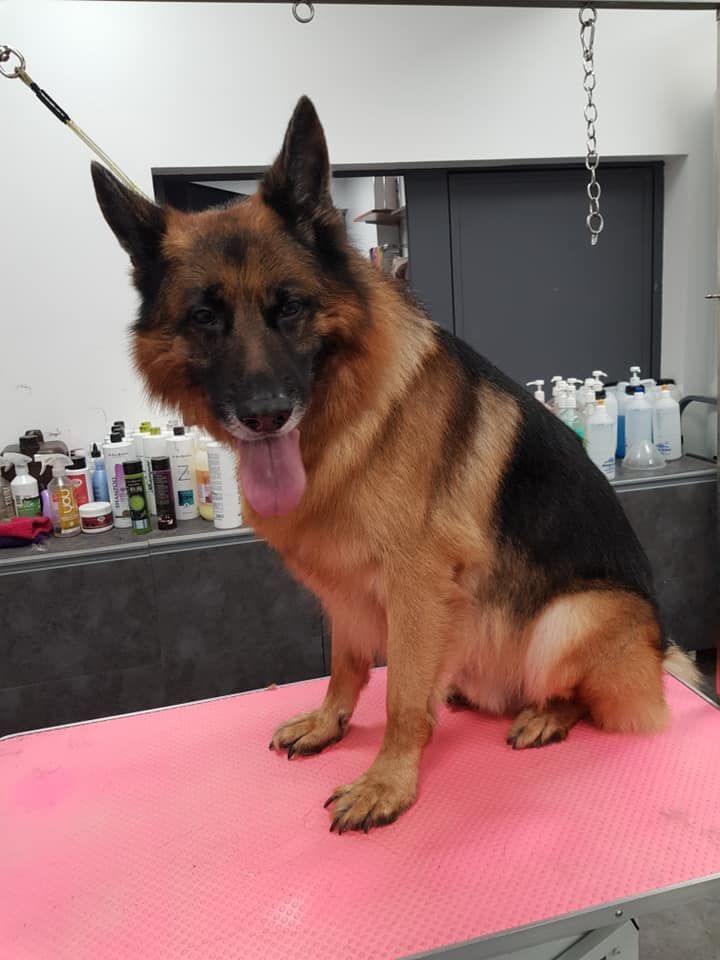 Berger allemand : toilettage