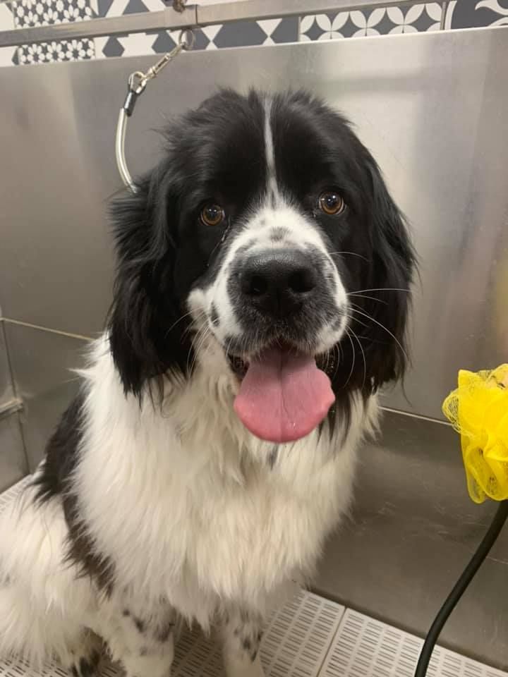 Toilettage d'un landseer