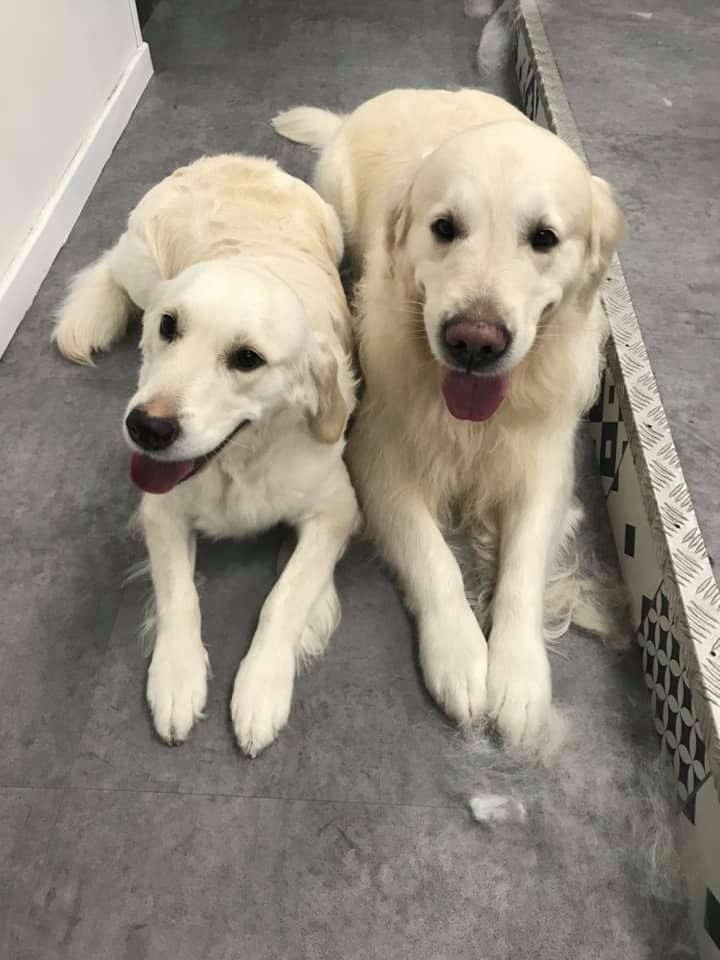 Deux golden retriever