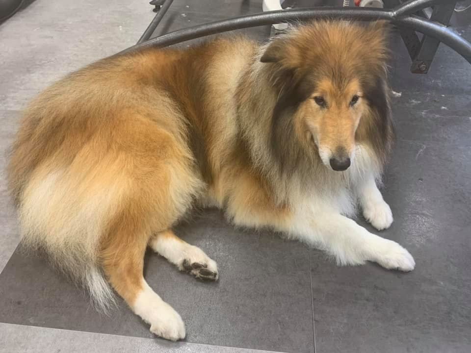 Colley à poils longs