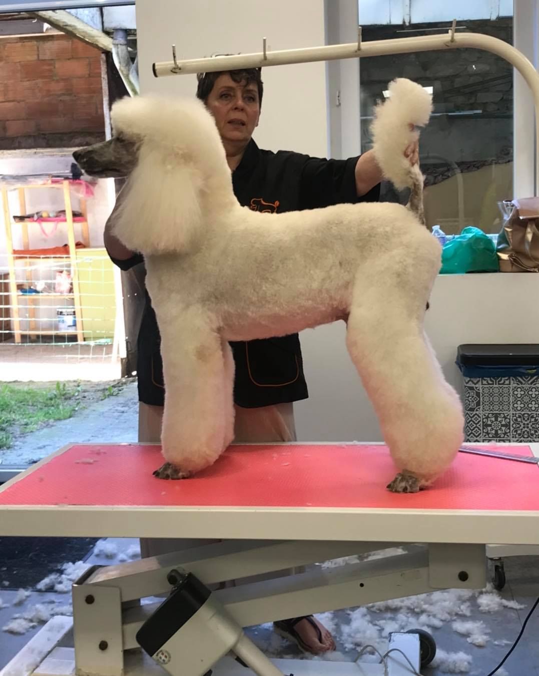 Caniche après coupe