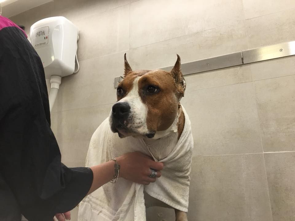 Séchage d'un american staffordshire Terrier