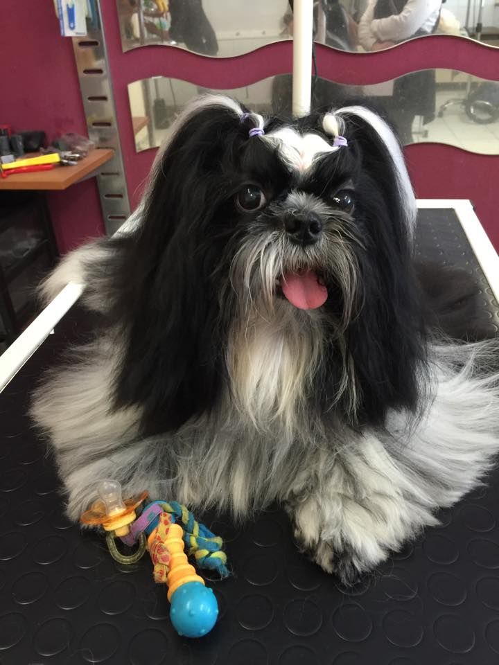 Shih tzu