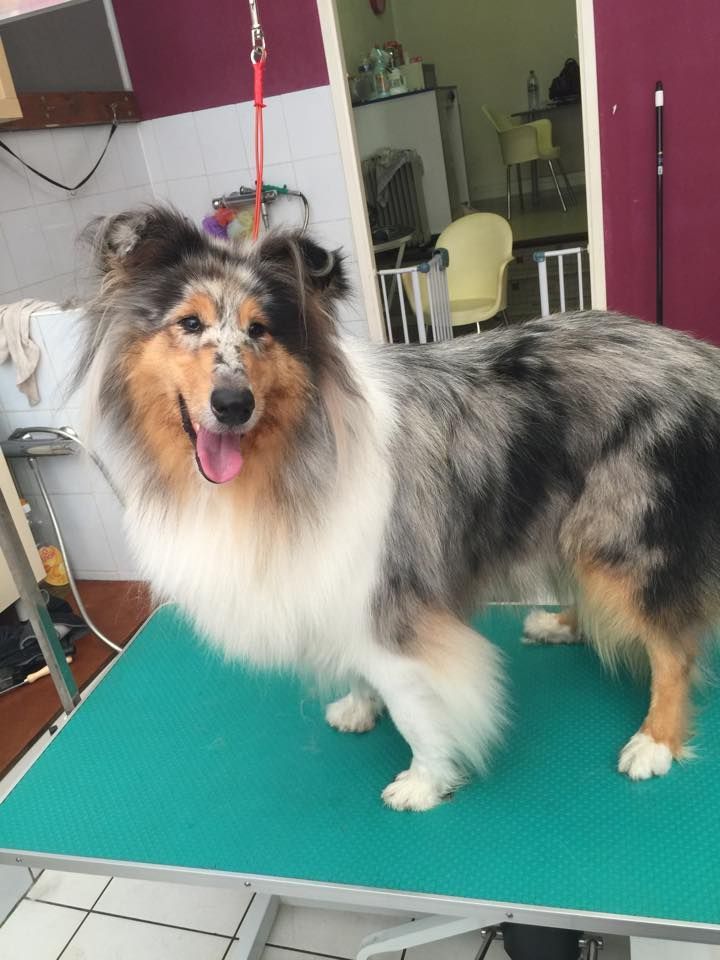 Toilettage d'un colley