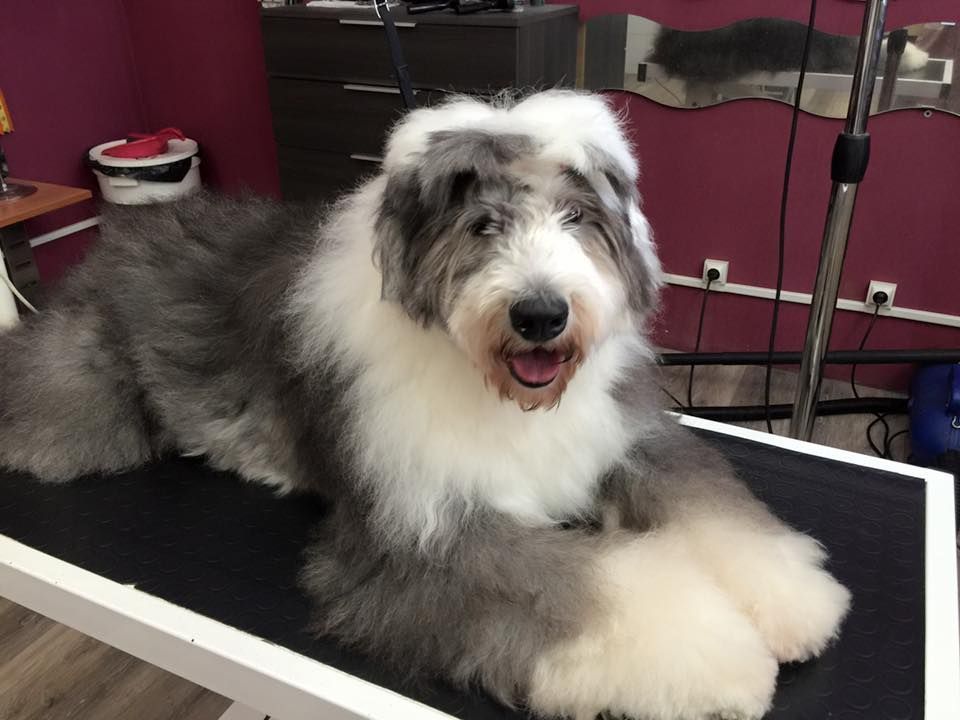 Toilettage d'un bobtail