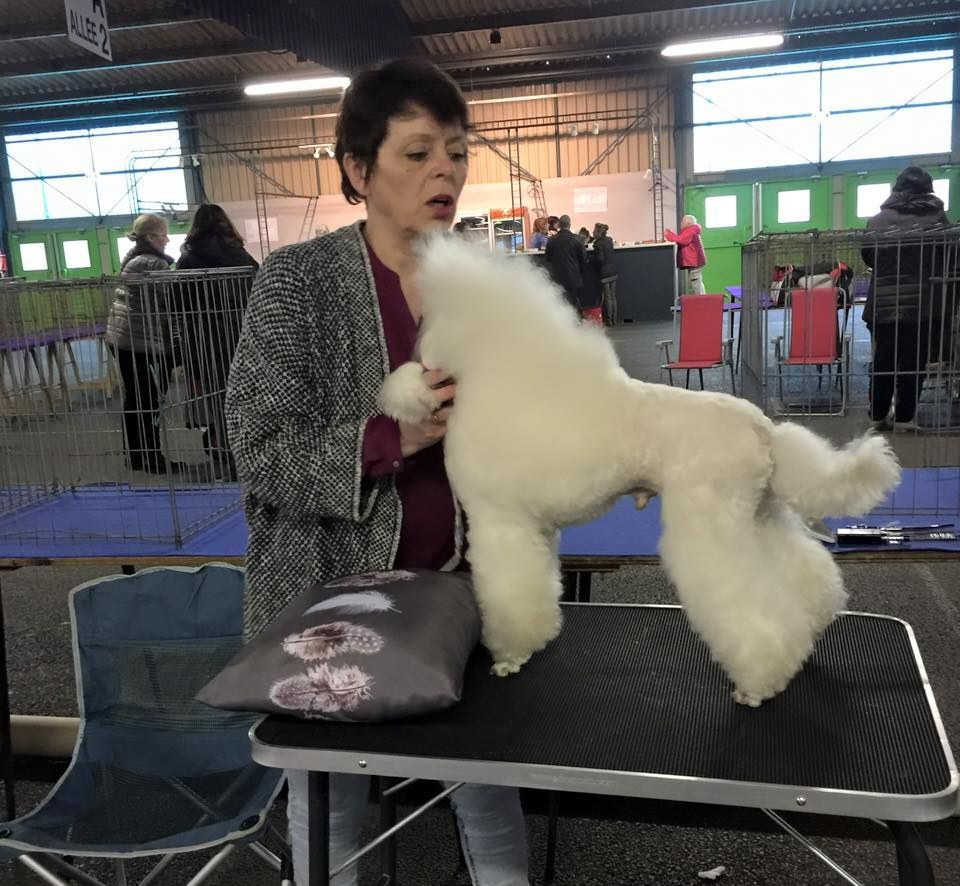 Exposition d'un caniche