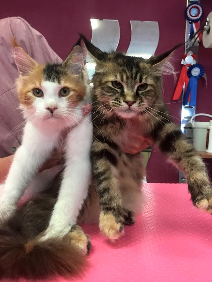 Deux chats toilettés