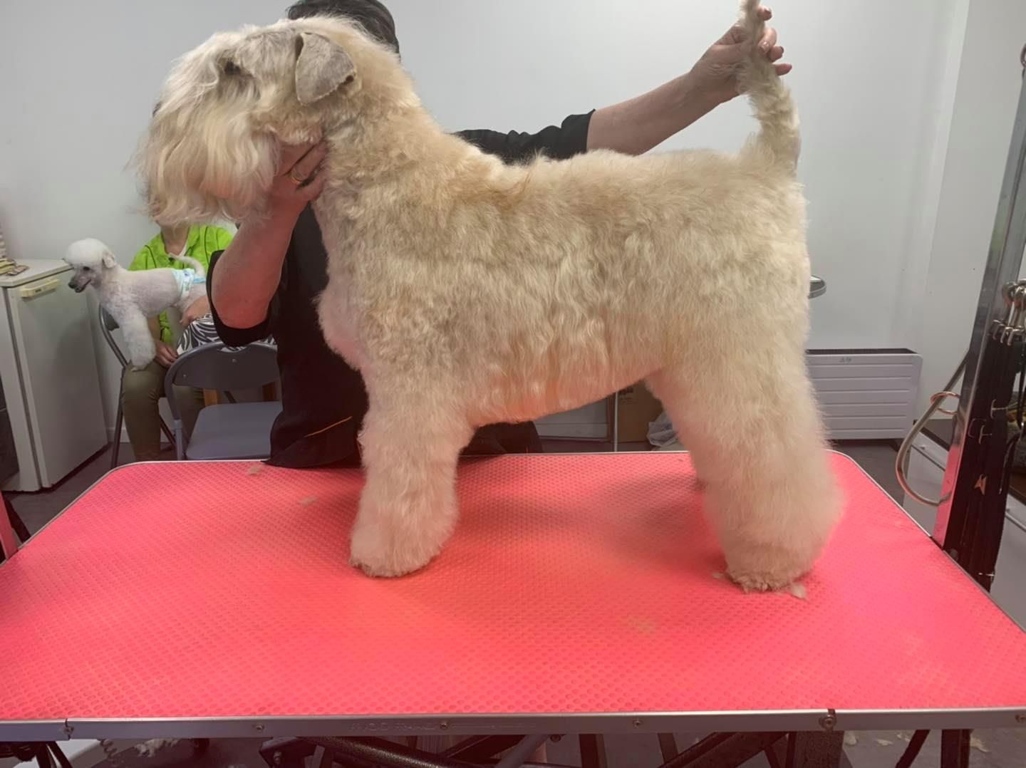 Terrier irlandais à poil doux