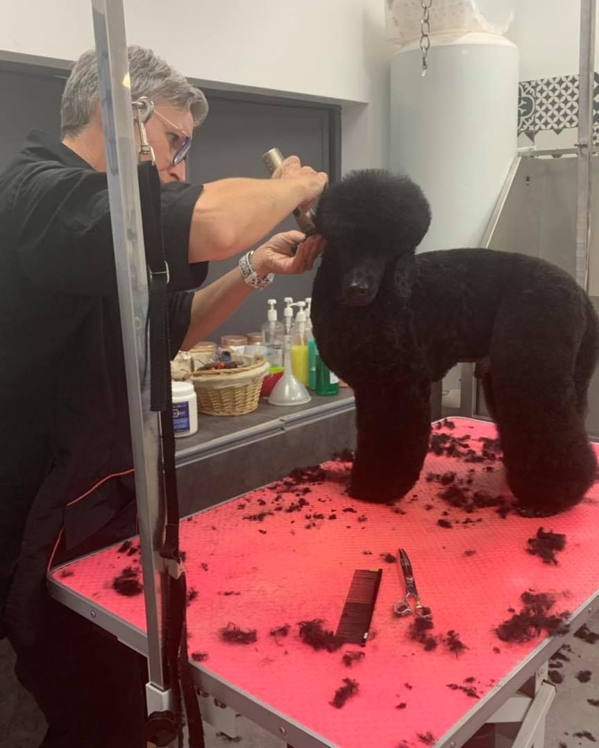 Coupe de caniche toy