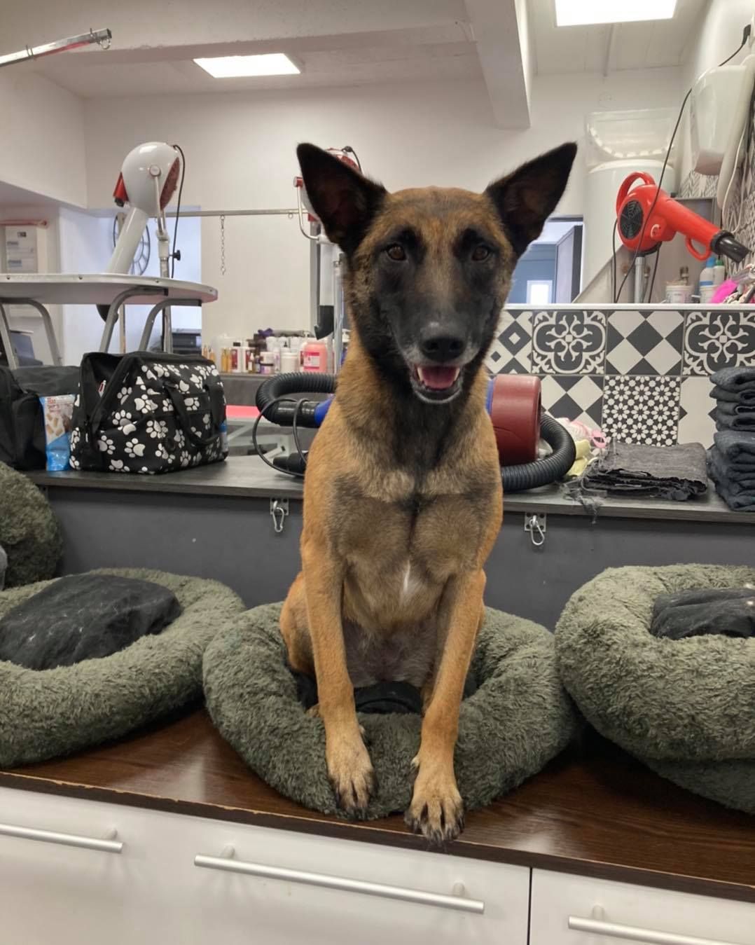Berger malinois