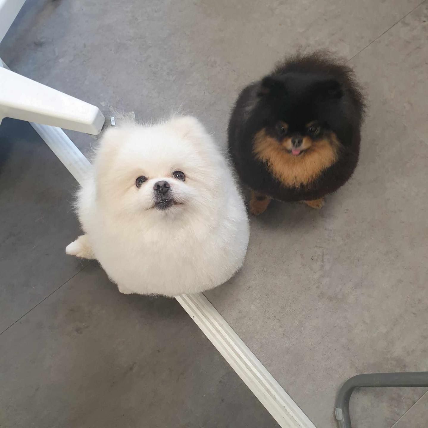 Loulou de Poméranie après toilettage