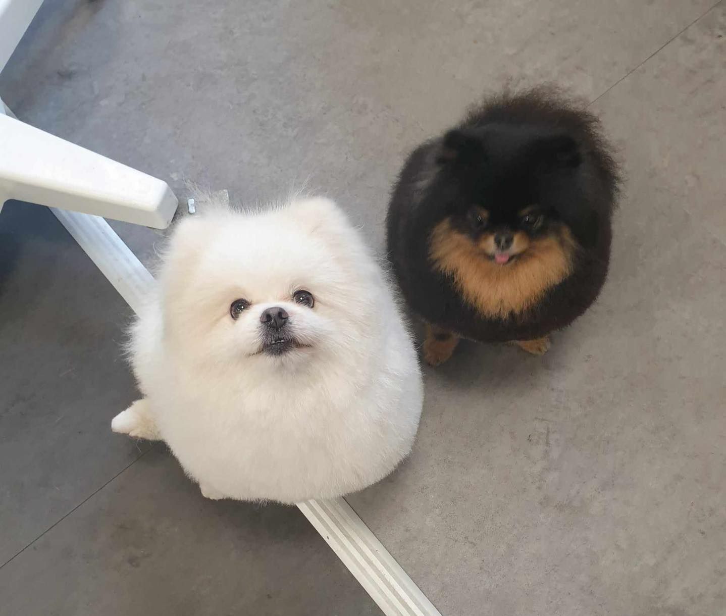 Deux loulous de Poméranie : un noir et un blanc
