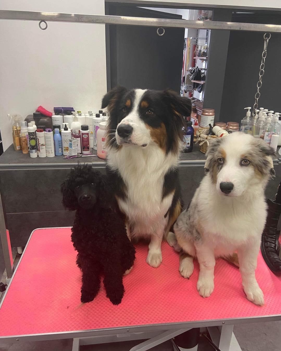 Bergers australiens et caniches nains