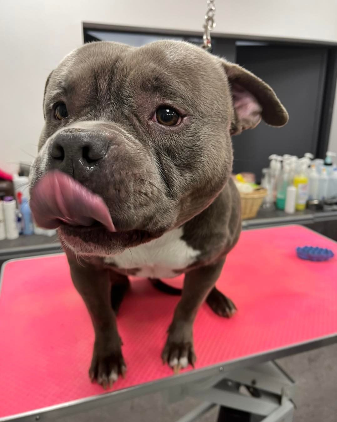 Staffordshire bull terrier : toilettage