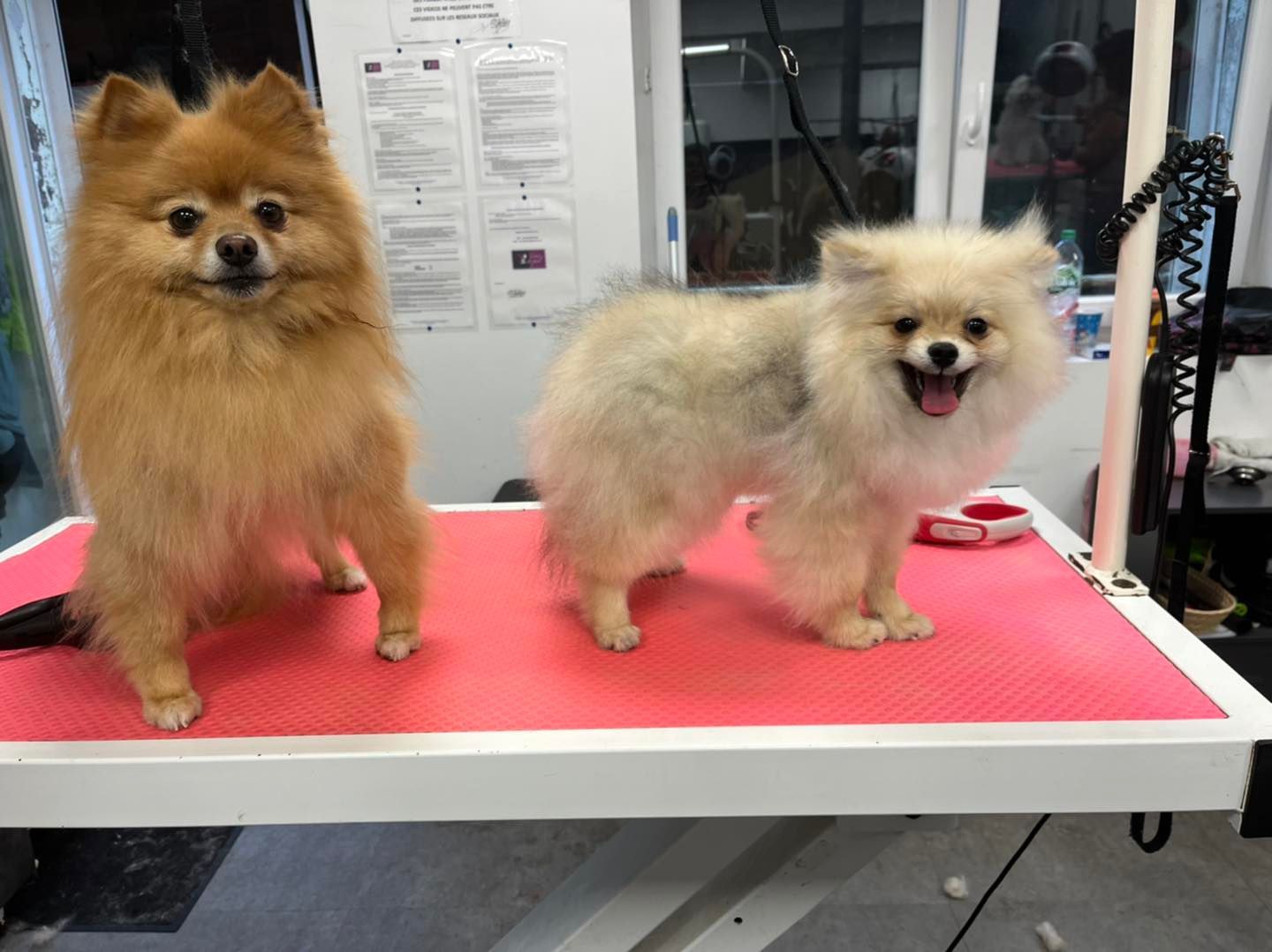 Deux loulous de Poméranie