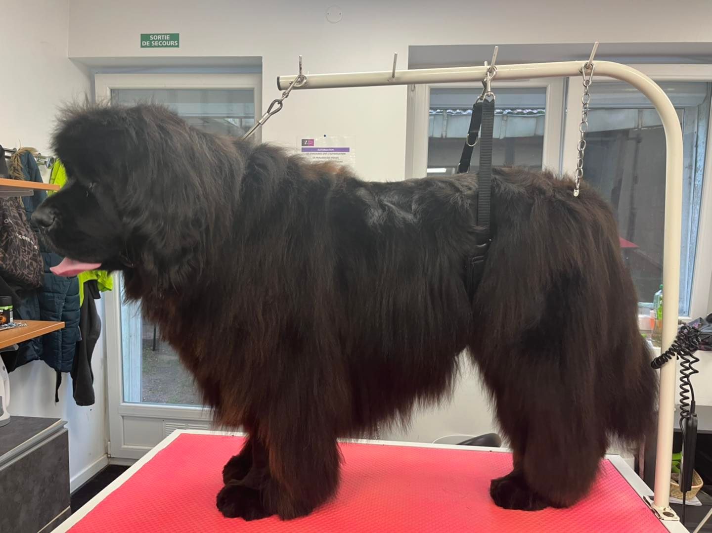 Toilettage d'un terre-neuve