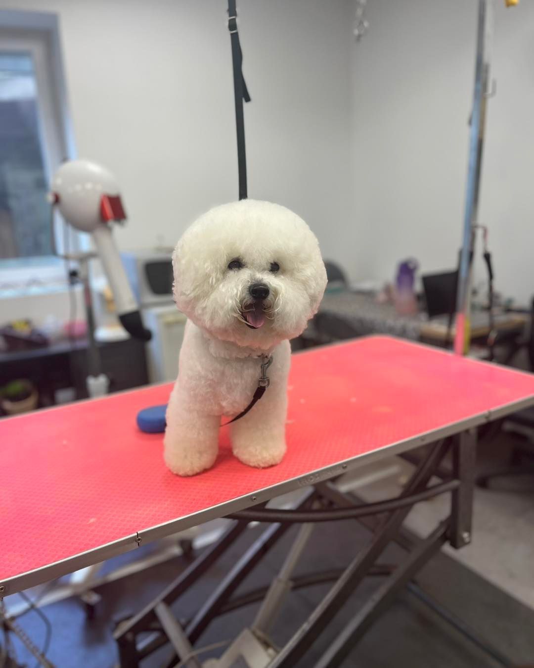 Bichon frisé
