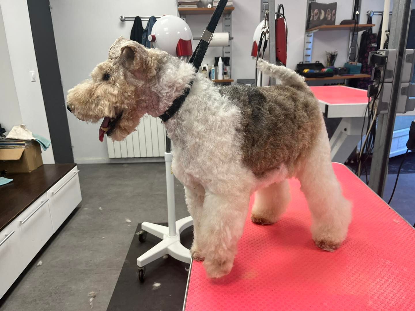Bedlington terrier