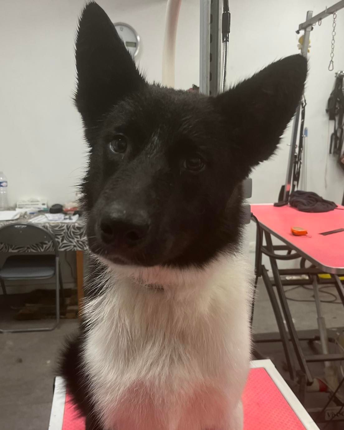 Chien d'ours de Carélie