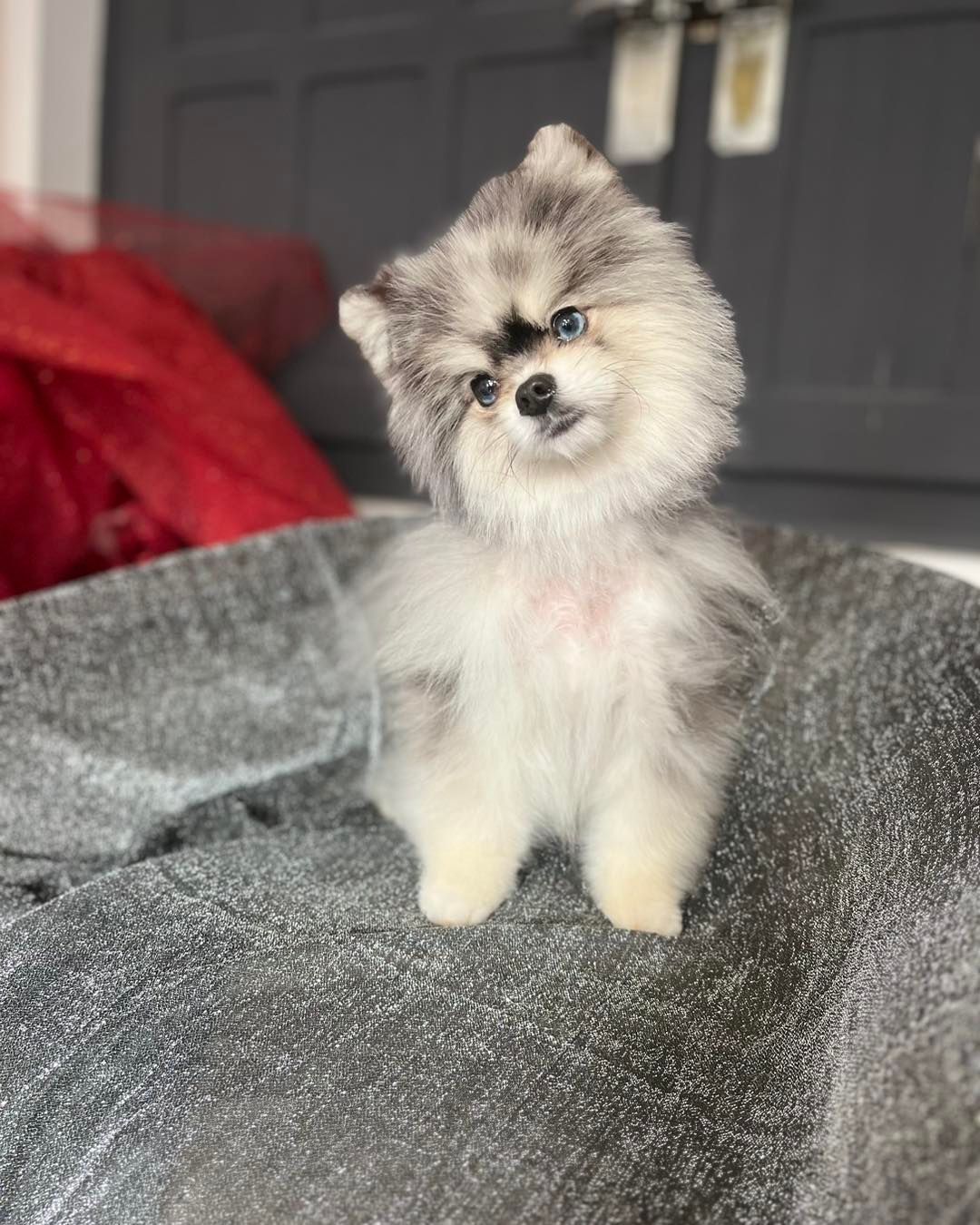 Loulou de Poméranie gris