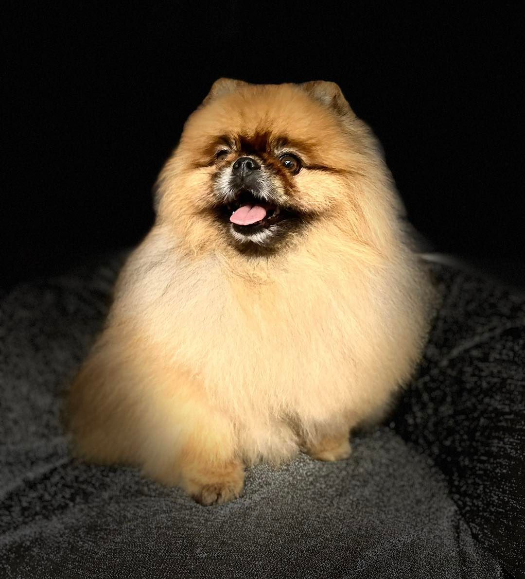 Photo d'un loulou de Poméranie