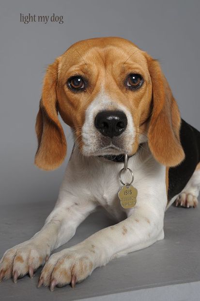 Beagles femme