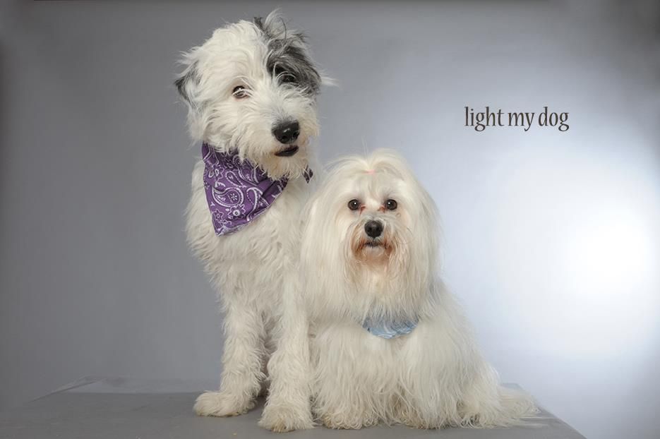 Deux chiens blancs