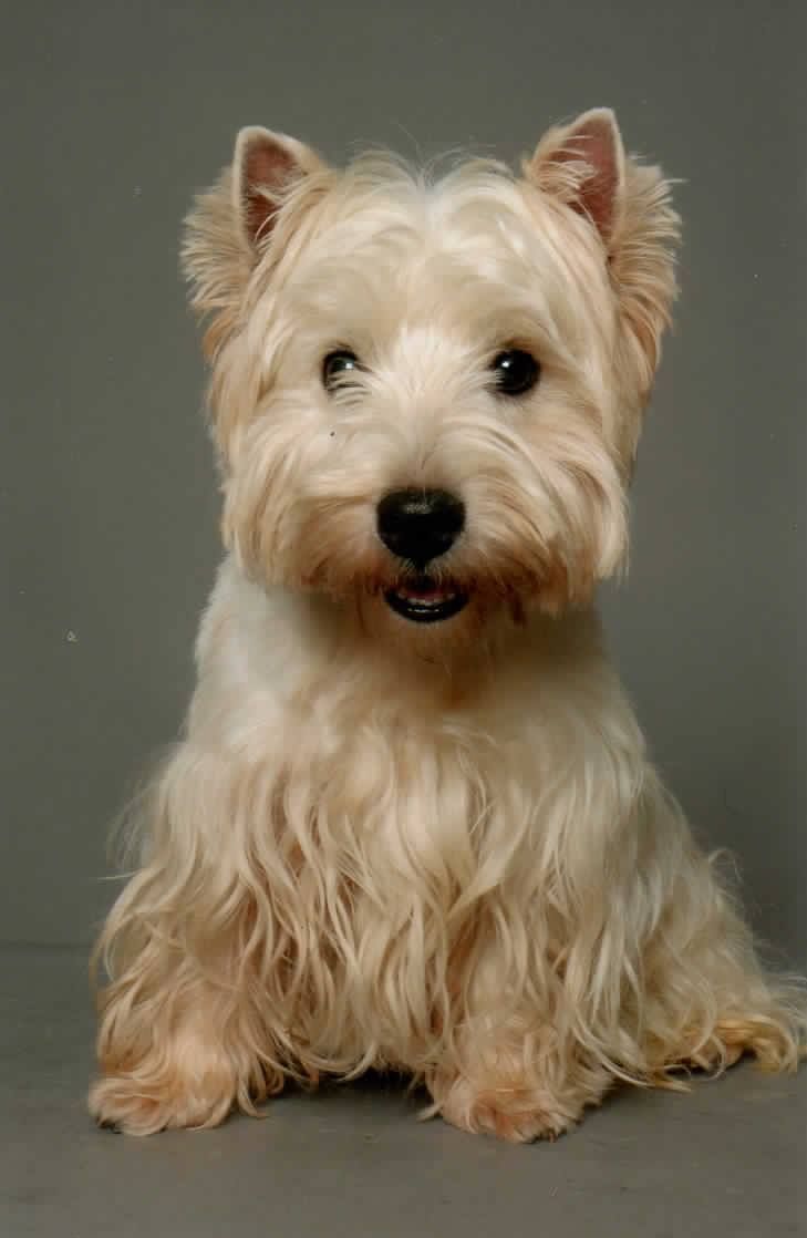 Photo d'un westie